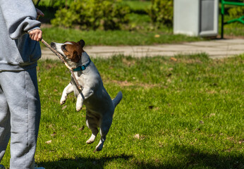 A Jack Russell terrier plays with a stick in a man's hand.