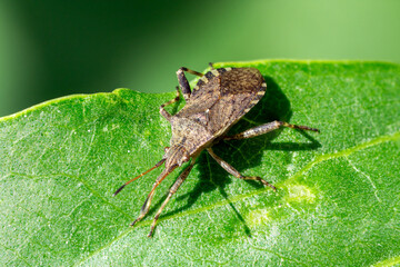 Close up of Ceraleptus gracilicornis, a squashbugs or leaf-footed bug 