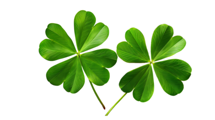 four leaf clover isolated on transparent background