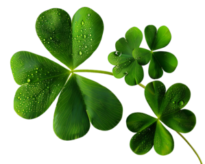 four leaf clover isolated on transparent background