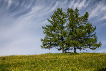 Fototapeta premium Zwei Bäume auf einem Hügel