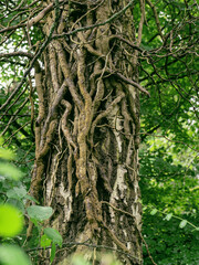 Im Wald Park, starke Birke wird von abgestorbenen starken Efeuwurzeln umschlungen