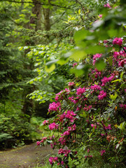 Waldpark Weg mit viel Grün und blühenden Rhododendron 