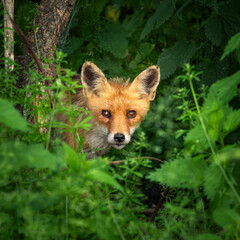 red fox in the forest