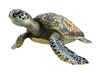 Fototapeta premium Big Sea Turtle isolated on transparent background, wild life concept, realistic illustration, generative ai