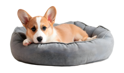 Corgi puppy lying in dog bed, isolated on transparent background, pet concept, realistic illustration, generative ai