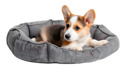Corgi puppy lying in dog bed, isolated on transparent background, pet concept, realistic illustration, generative ai