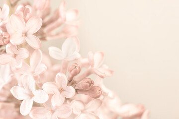 Pale pink lilac blooming fresh flowers and place for text on light brown background macro