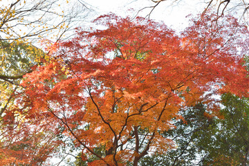 下鴨神社の紅葉