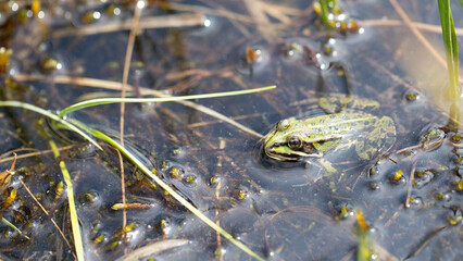 Frosch