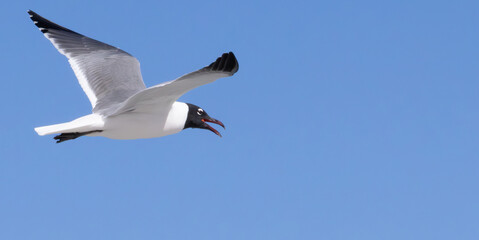 seagulls flying in the sky