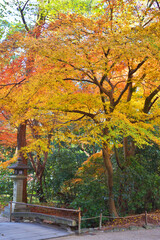 Naklejka premium 下鴨神社の紅葉