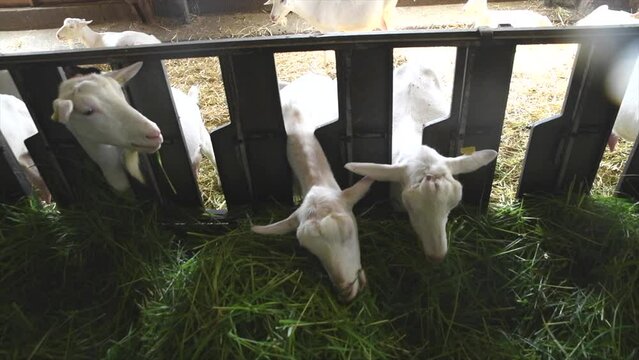 Goats flock confined in a sheep pen