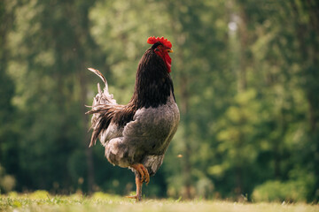 Majestic rooster eating grass in a garden.  © belyaaa