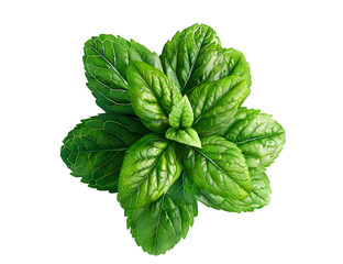Mint leaf, mint green color, transparent background, png file, 3d illustration