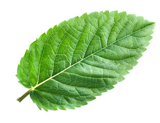 Mint leaf, mint green color, transparent background, png file, 3d illustration