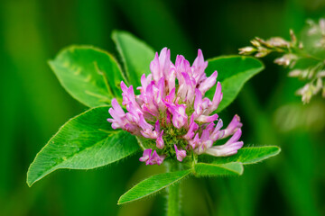 The bloom of the purple clover in a meadow.