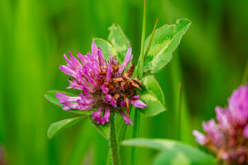 The bloom of the purple clover in a meadow.