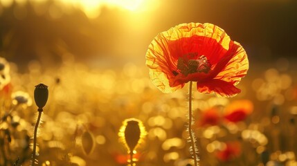 Poppy flower illuminated by the morning sun