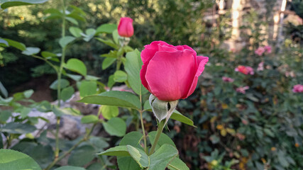 Beautiful Red Roses or Rose flowers in a garden, dew on its petals, beautiful green blurry background