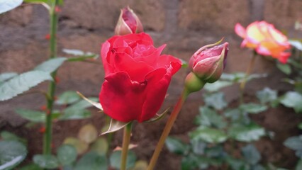 Beautiful Red Roses or Rose flowers in a garden, dew on its petals, beautiful green blurry background