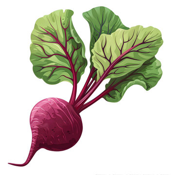 recommend clip art: Vector illustration of a beetroot on a white background. Suitable for crafting and digital design projects.[A-0001]