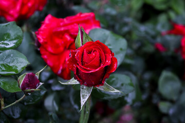 Beautiful Red Roses or Rose flowers in a garden, dew on its petals, beautiful green blurry background