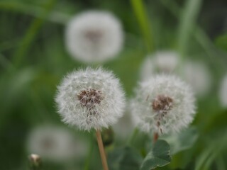 群生するたんぽぽの白い綿毛のアップ
