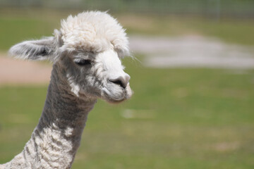 Alpaka