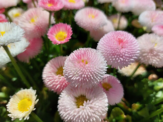 rosy Bellis. Daisies bloom. Flowering plant. Spring flowers