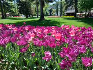 rosy tulips bloom. Spring flowers in park. Mozirski gaj, Slovenia © olenadesign