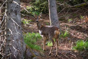 A adult roe deer female, capreolus capreolus, in the forest at a spring day. She has a fawn.