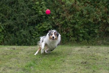 Ballspiel mit einem Australian Shepherd