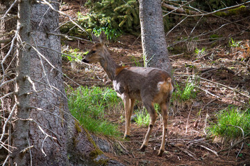 A adult roe deer female, capreolus capreolus, in the forest at a spring day. She has a fawn.