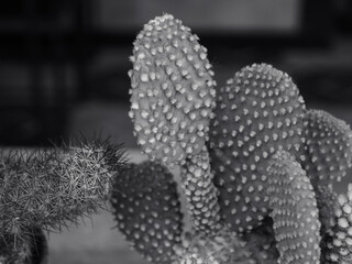 Small cactus in a pot in the outdoor garden       