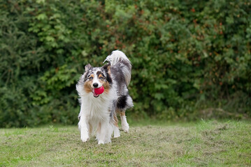 Australian Shepherd beim Ball spielen