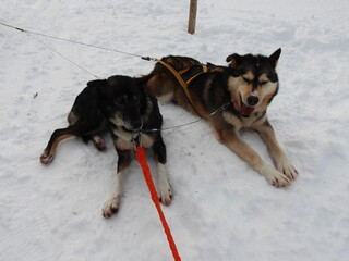 Naklejka premium Norway & Ireland 