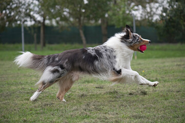 Fototapeta premium Australian Shepherd bringt seinen Ball