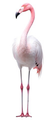 PNG Flamingo animal white bird.