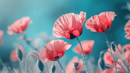 Poppy flowers in full bloom during spring against a blue backdrop