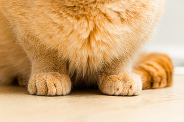 Red cat sitting on the table, shallow depth of field.