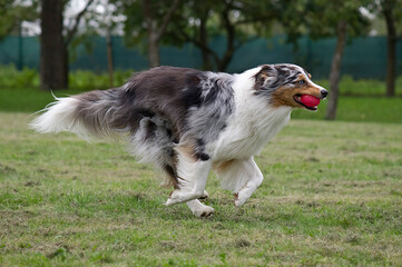 Australien Shepherd apportiert seinen Ball