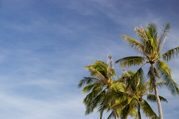 Fototapeta premium the tops of coconut trees against a blue sky on a tropical beach on a sunny holiday vacation at a tropical resort, summer time, leisure, outdoors, nature, get away, relaxation, water, ocean