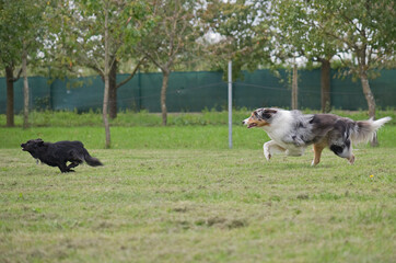 Markiesje und Australian Shepherd rennen über die Wiese