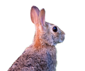 cute rabbit isolated on white background