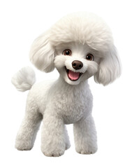 Obraz premium PNG Poodle mammal animal white.
