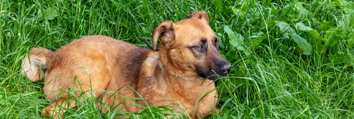 Stray dog in animal shelter waiting for adoption. Portrait of homeless dog in animal shelter cage.