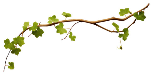 PNG Plant leaf vine transparent background
