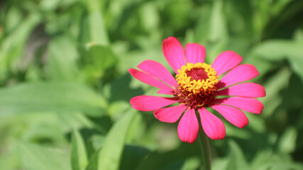 Obraz premium Zinnia Peruviana or Wild Zinnia Plant (Zinnia Peruviana) - Member of the Asteraceae Family