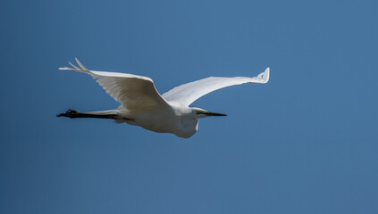 Nahaufnahme eines Silberreiher (Ardea alba) im Flug, Vogel befindet sich im Prachtkleid